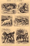 Canidae: fennec fox (Vulpes zerda), red fox (Vulpes vulpes), Arctic fox (Vulpes lagopus), golden...