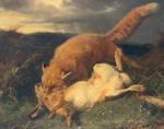 red fox (Vulpes vulpes) hunting hare