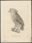 barred eagle-owl (Bubo sumatranus)