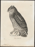 barred eagle-owl (Bubo sumatranus)