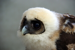 brown wood owl (Strix leptogrammica)