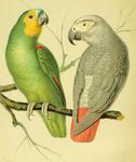 orange-winged amazon (Amazona amazonica), African grey parrot (Psittacus erithacus)