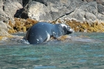 Mediterranean monk seal (Monachus monachus)