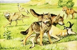 coyote (Canis latrans), timber wolf (Canis lupus)
