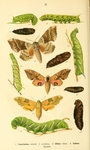 ...poplar hawk-moth (Laothoe populi), eyed hawk-moth (Smerinthus ocellatus), lime hawk-moth (Mimas 