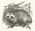 raccoon dog (Nyctereutes procyonoides)