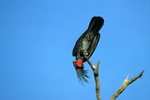 palm cockatoo (Probosciger aterrimus)