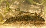 alpine newt (Ichthyosaura alpestris)