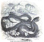 smooth snake (Coronella austriaca)
