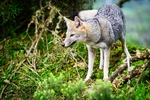 pampas fox, Azara's zorro (Lycalopex gymnocercus)