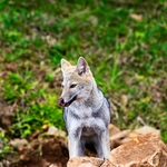 pampas fox, Azara's zorro (Lycalopex gymnocercus)