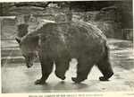 grizzly bear, North American brown bear (Ursus arctos horribilis)