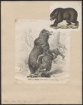 grizzly bear, North American brown bear (Ursus arctos horribilis)