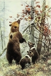brown bear (Ursus arctos)