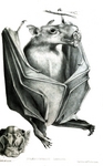 hammer-headed bat (Hypsignathus monstrosus)
