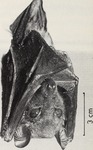 Woermann's fruit bat (Megaloglossus woermanni)