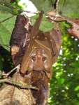 short-palated fruit bat (Casinycteris argynnis)