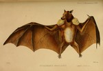 Franquet's epauletted fruit bat (Epomops franqueti)