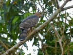 Wallace's hawk-eagle (Nisaetus nanus)