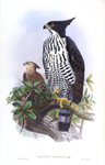 Blyth's hawk-eagle (Nisaetus alboniger)