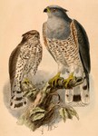 African cuckoo-hawk, African baza (Aviceda cuculoides)