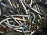 lesser sand eel (Ammodytes tobianus)
