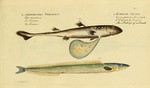 lesser sand eel (Ammodytes tobianus)