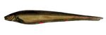 longtail knifefish (Sternopygus macrurus)