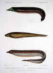 Rhamphichthys pantherinus, longtail knifefish (Sternopygus macrurus), Rhamphichthys marmoratus