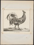 domestic chicken (Gallus gallus domesticus)
