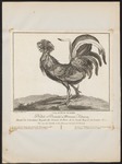 domestic chicken (Gallus gallus domesticus)