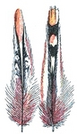 grey junglefowl (Gallus sonneratii)