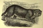 flat-headed cat (Prionailurus planiceps)