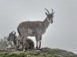 walia ibex (Capra walie)
