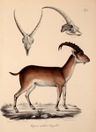 walia ibex (Capra walie)