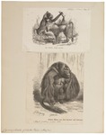 gelada baboon (Theropithecus gelada)