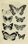 ...ma hecabe), common lime butterfly (Papilio demoleus), blue pansy (Junonia orithya), yellow admir