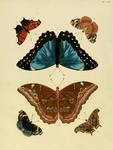 Menelaus blue morpho (Morpho menelaus), blue pansy (Junonia orithya), Asian comma (Polygonia c-a...