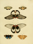 great Mormon (Papilio memnon agenor), Chalcosia ideaoides, blue pansy (Junonia orithya)