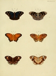 Eunica anna, vagrant butterfly (Vagrans egista), blue pansy (Junonia orithya)