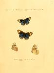 blue pansy (Junonia orithya)