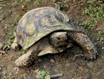 Asian forest tortoise (Manouria emys)