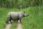 Indian rhinoceros (Rhinoceros unicornis)