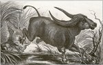 wild water buffalo (Bubalus arnee), Indian rhinoceros (Rhinoceros unicornis)