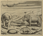 Asiatic elephant (Elephas maximus), Indian rhinoceros (Rhinoceros unicornis)
