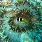 Clark's anemonefish, yellowtail clownfish (Amphiprion clarkii)