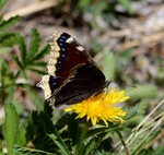 Camberwell beauty, mourning cloak (Nymphalis antiopa)