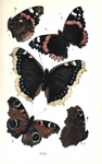 red admiral (Vanessa atalanta), peacock butterfly (Aglais io), Camberwell beauty (Nymphalis anti...