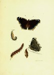 Camberwell beauty, mourning cloak (Nymphalis antiopa)