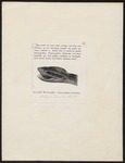 Malayan ground pit viper (Calloselasma rhodostoma)